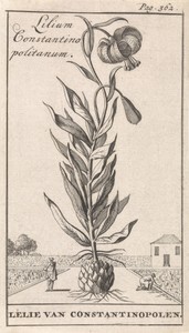 Lelie van Constantinopel
