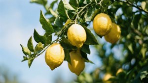 Lemon Branch in Summer