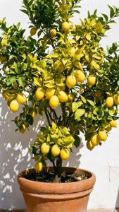 Lemon Tree Sunshine