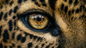 Leopard Eye Detail