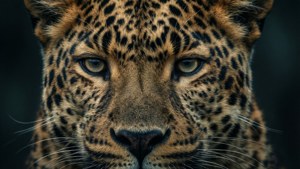 Leopard Face Close-Up