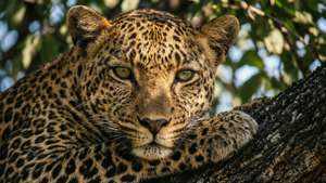 Leopard in the Leaves