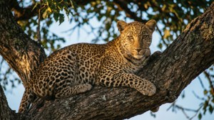 Leopard in the Treetop