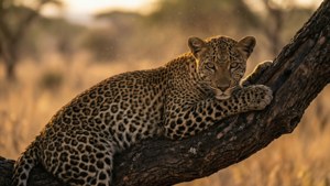 Leopard in Yala