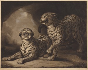 Leopards