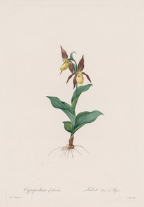 Les Liliacées:  Cypripedium calceolus