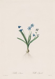 Les Liliacées:  Scilla amaena