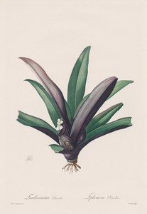 Les Liliacées:  Tradescantia discolor
