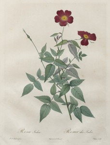 Les Roses:  Rosa indica