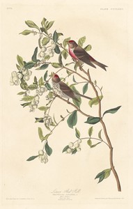 Lesser Red-poll
