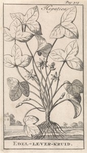 Leverkruid