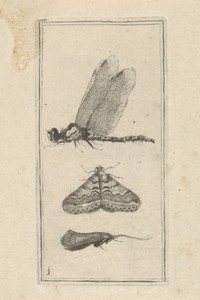 Libelle en twee nachtvlinders