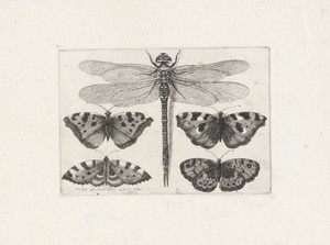 Libelle en vier vlinders