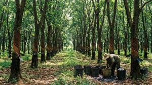 Liberia Rubber Tapping