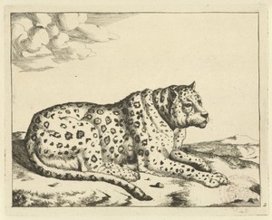 Liggend luipaard, naar rechts, de staart langs het lichaam