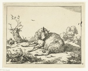Liggend schaap, bij knotwilg