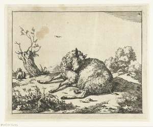 Liggend schaap, bij knotwilg