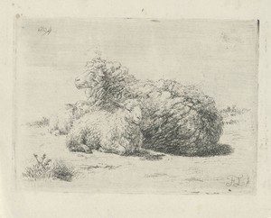 Liggend schaap en twee lammeren