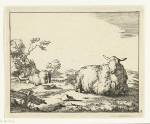 Liggend schaap, hekje op voorgrond