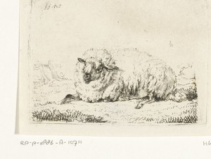 Liggend schaap met dikke vacht