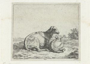 Liggend schaap met lam