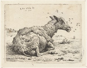 Liggend schaap met vliegen