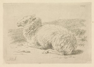 Liggend schaap van opzij gezien