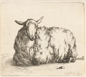 Liggend schaap van voren