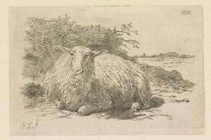 Liggend schaap van voren gezien