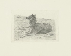 Liggende hond