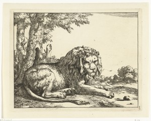 Liggende leeuw de staart op de voorgrond