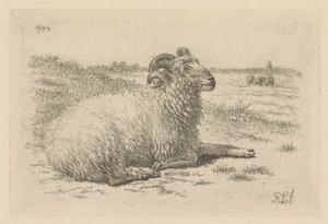 Liggende ram in een weide