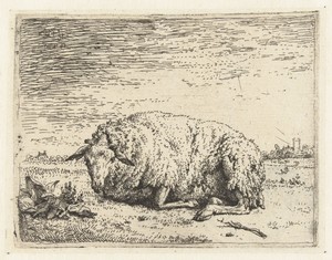 Liggende schaap