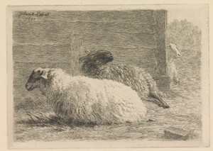 Liggende schaap en ram