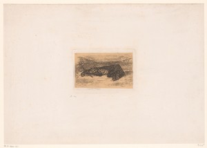 Liggende tijger in de woestijn