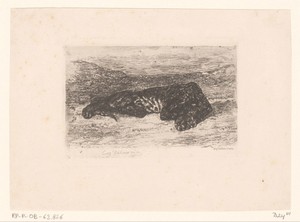 Liggende tijger in de woestijn