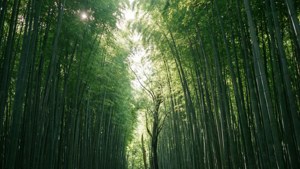 Light Through Bamboo