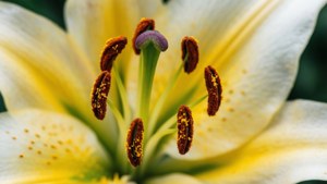Lily Macro Detail