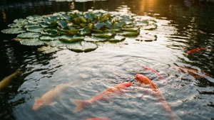 Lily Pad Koi Serenity