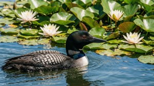 Lily Pad Loon