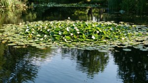 Lily Pad Serenity