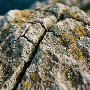Limestone Textures Close-Up
