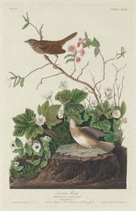 Lincoln Finch