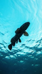 Lingcod Silhouette from Below