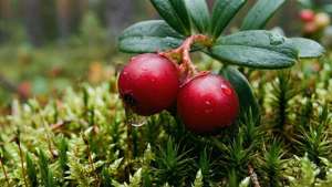 Lingonberries in Moss