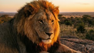 Lion at Golden Hour