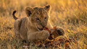 Lion Cub's Playtime