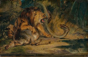Lion Defending its Prey
