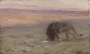 Lion Drinking