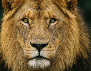 Lion Portrait Close-Up
